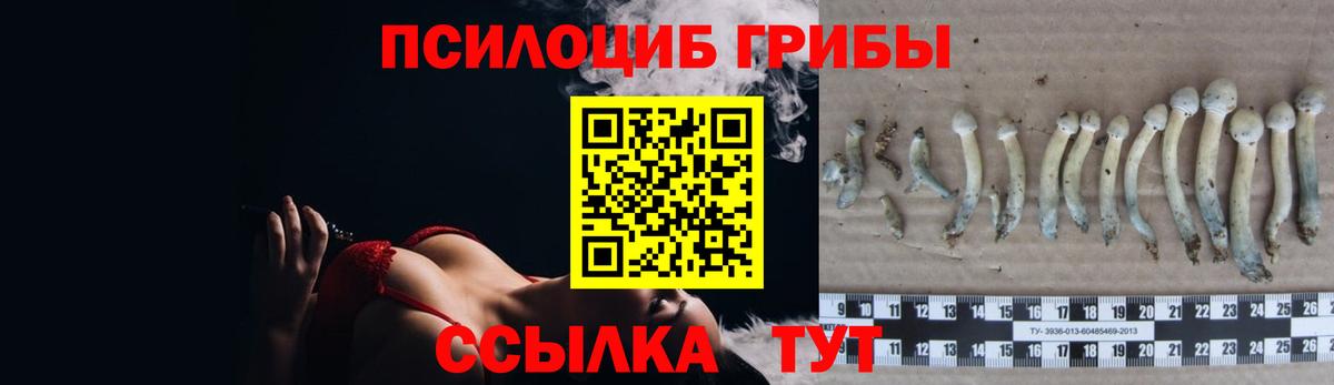 Александров  Псилоцибиновые грибы Psilocybine cubensis  Вход с VPN 